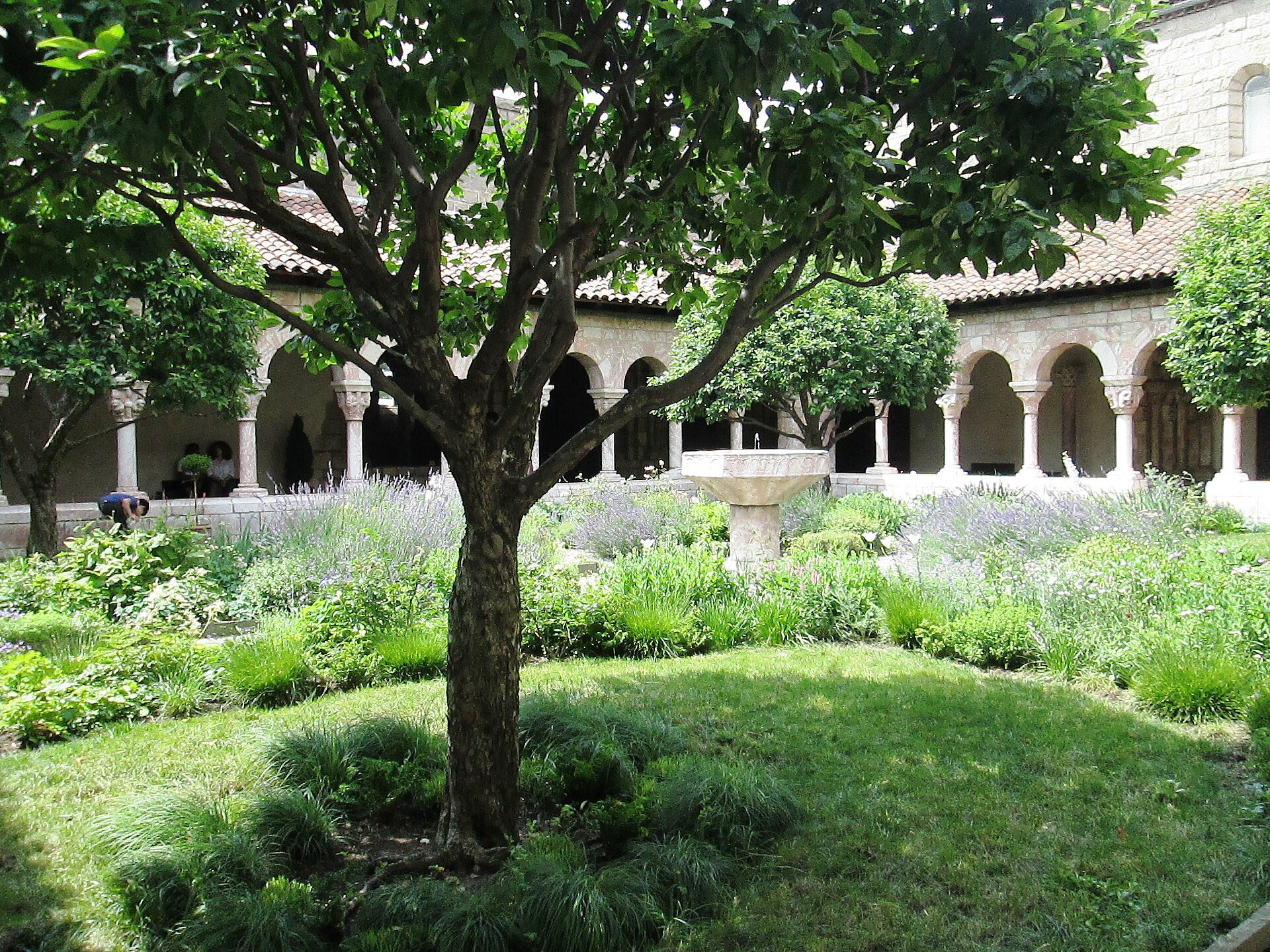 A leafy tree and planted garden within the Cuxa Cloister at The Met Cloisters