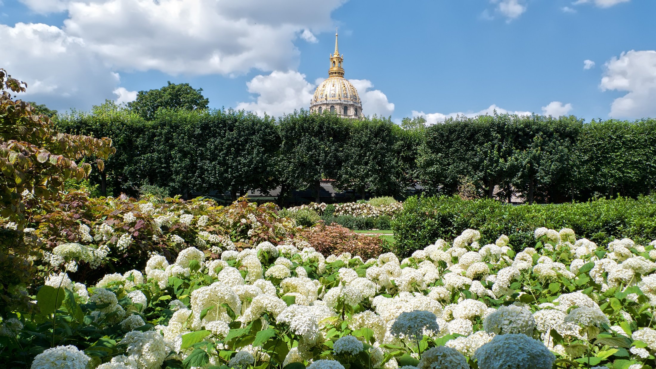 White flowering shrubs in the Musée Rodin garden, with the gilded Invalides dome beyond the trees